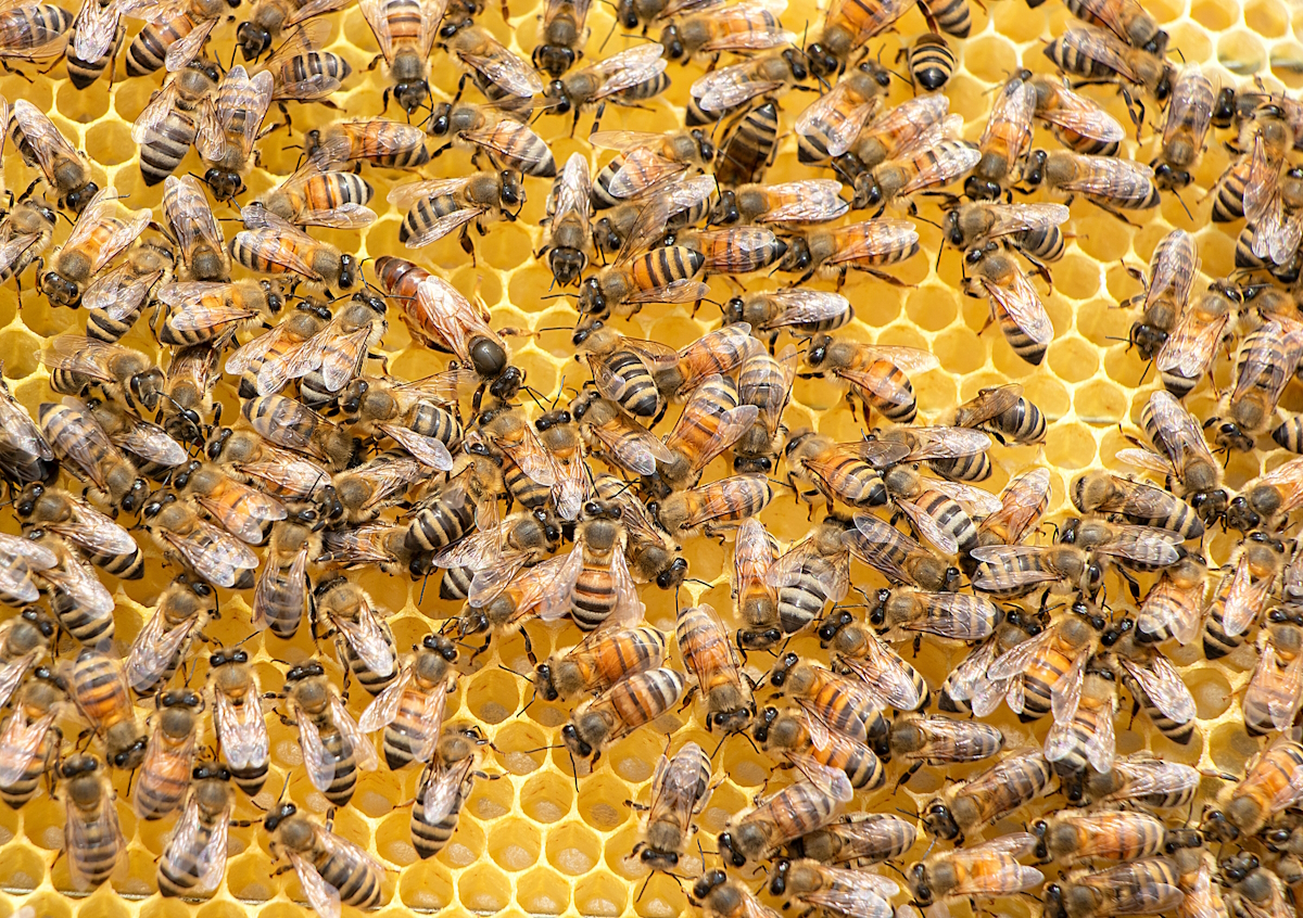 Информация для пчеловодов.